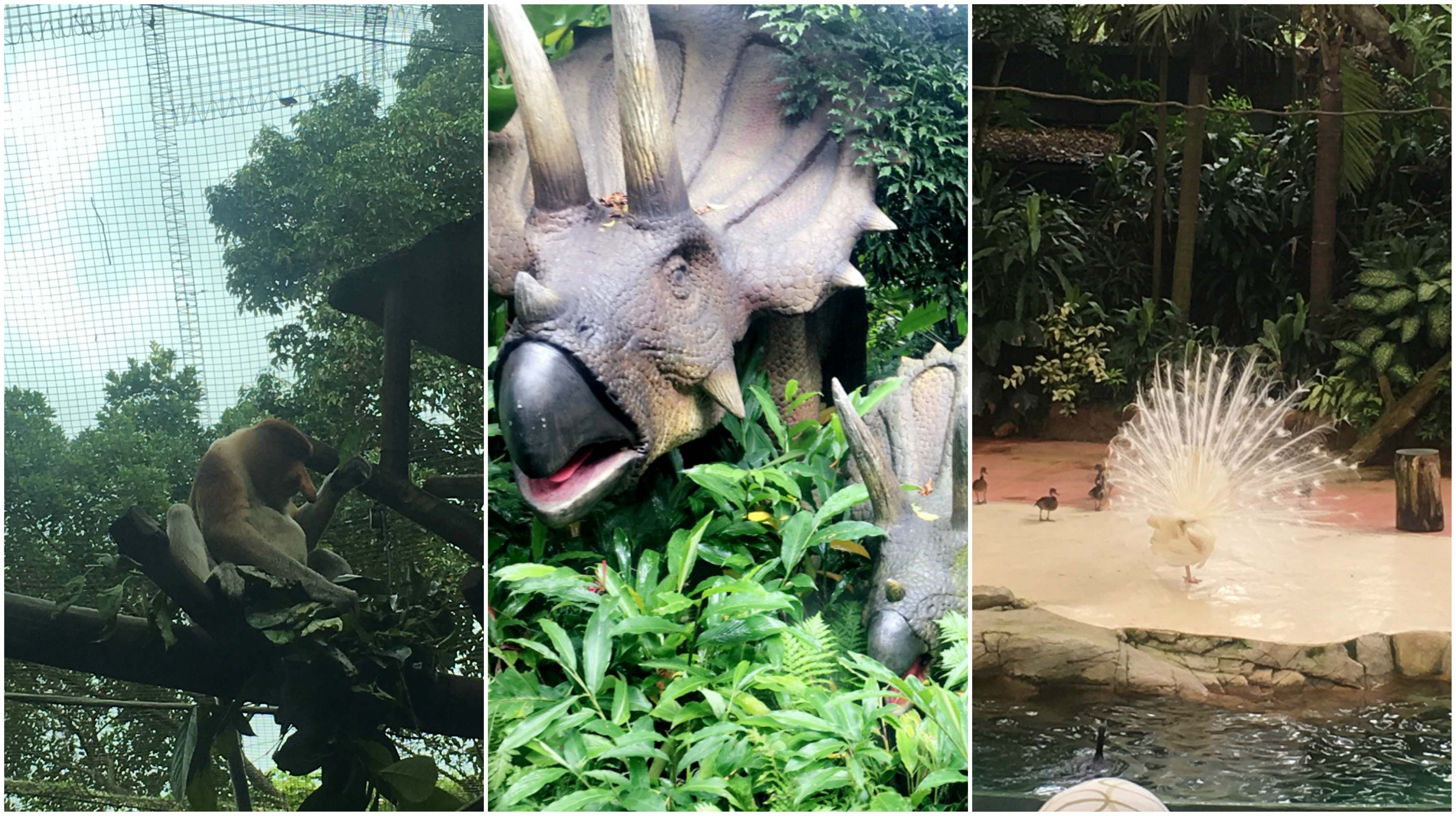 Zoo