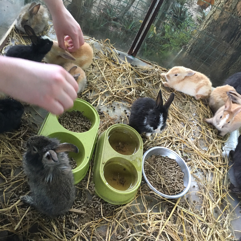 Bunnies pt 2